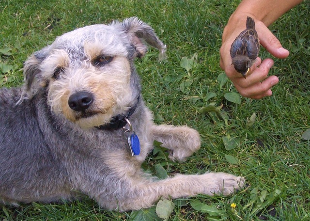 [12 G not sure about the new guest in the house.[2].jpg]